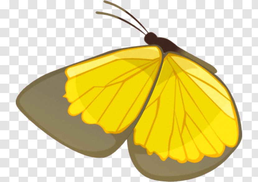 Monarch Butterfly Yellow Pieridae - Brush Footed Transparent PNG