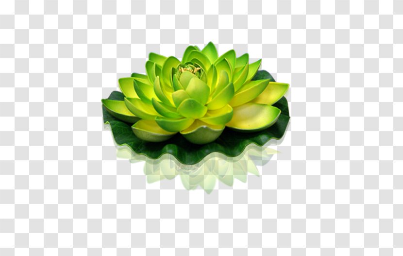 Green Nelumbo Nucifera Petal Yellow Color - Flower - Lotus Lantern Transparent PNG