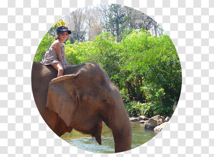 Indian Elephant African Mahout National Park Wildlife - Tree - Thai Temple Transparent PNG