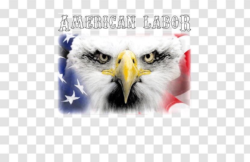 Bald Eagle Beak Graphics Font - Accipitriformes - Labor Union Transparent PNG