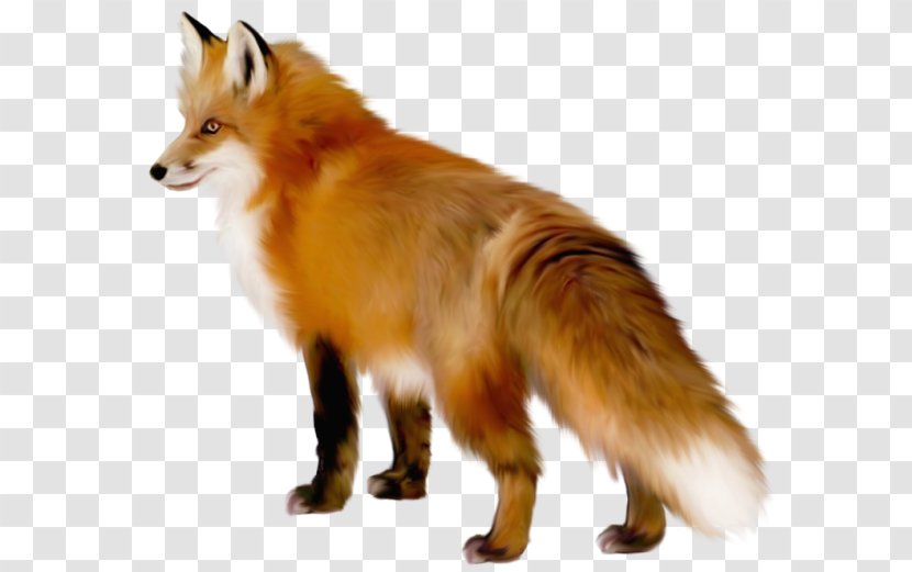 Fox Clip Art - Animal - Transparent Clipart Transparent PNG