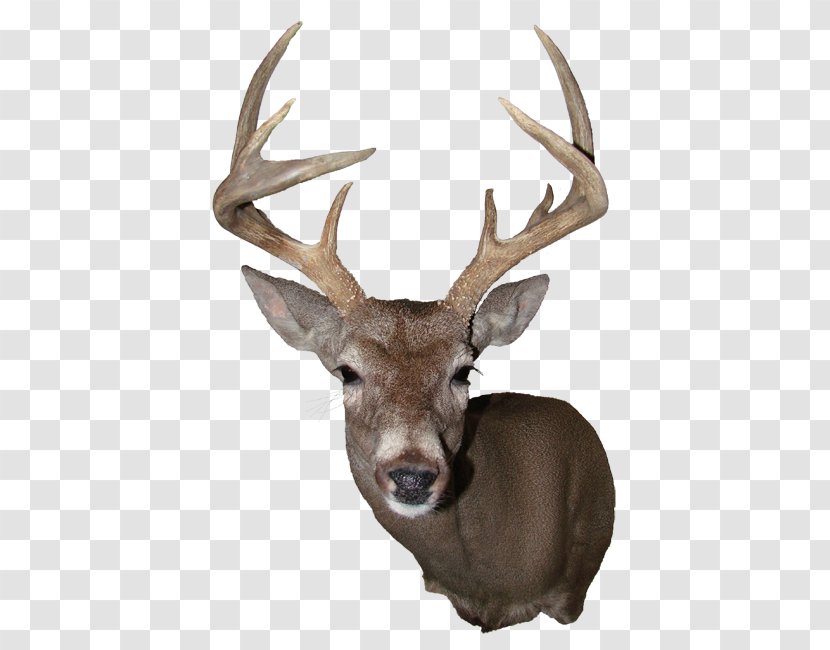 Elk White-tailed Deer Reindeer Antler - Trophy Hunting - Large Head Transparent PNG