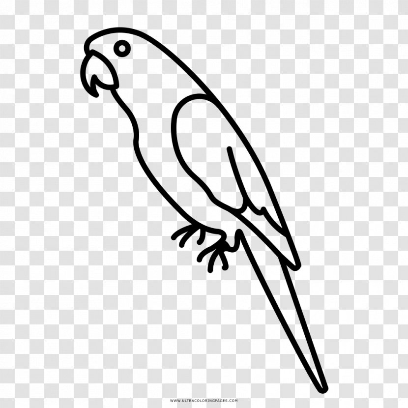 Macaw Amazon Parrot Parrots Drawing Coloring Book - Grey Transparent PNG