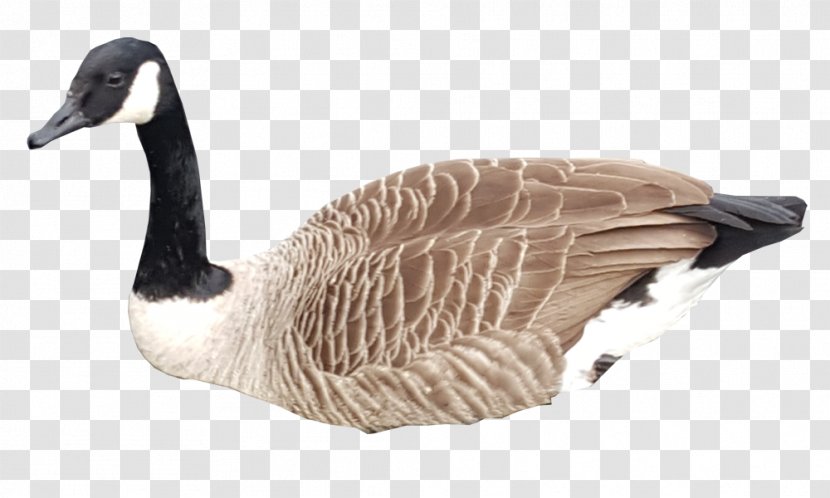 Canada Goose Bird Duck Mallard - Water Transparent PNG