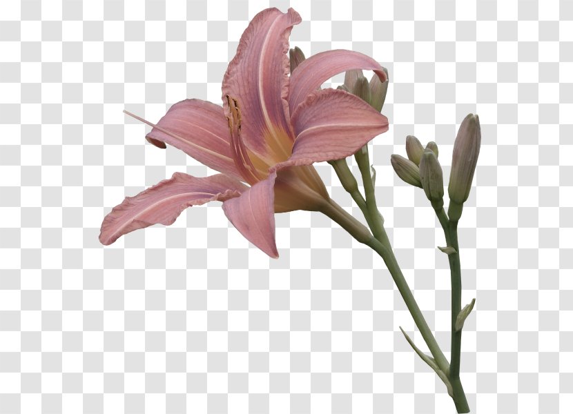 Flower Transparency And Translucency - Color - Pink Lily Decorative Pattern Transparent PNG