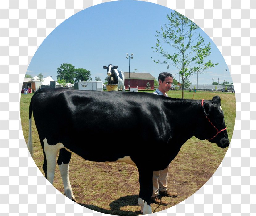 Dairy Cattle Dexter Calf Pasture - Fodder - Bull Transparent PNG