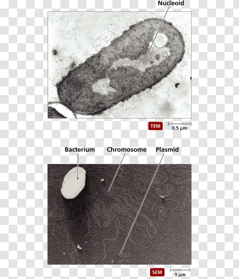 Bacteria Prokaryote Cytoplasm Cell Membrane Polymer - Genome - OMB Circular 122 PDF Transparent PNG