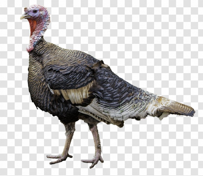 Broad Breasted White Turkey Bird Food Meat - Galliformes Transparent PNG