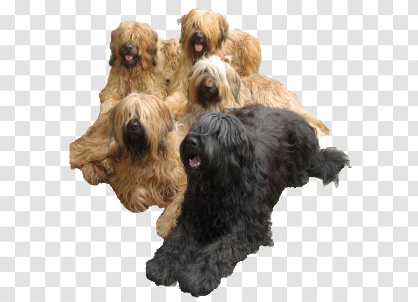 Soft-coated Wheaten Terrier Tibetan Cão Da Serra De Aires Catalan Sheepdog Schnoodle - Puppy Transparent PNG