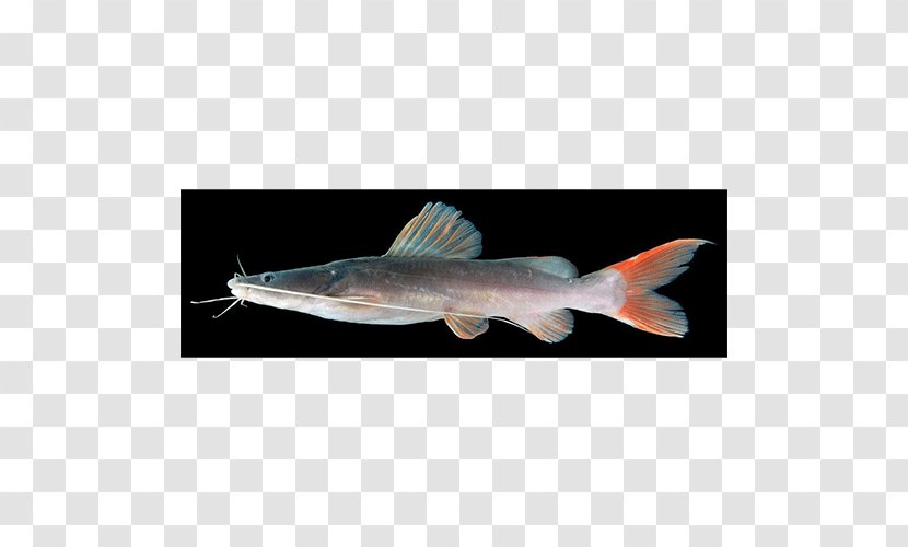 Catfish Hemibagrus Wyckioides Hyalobagrus Filamentus - Seafood - Fish Transparent PNG