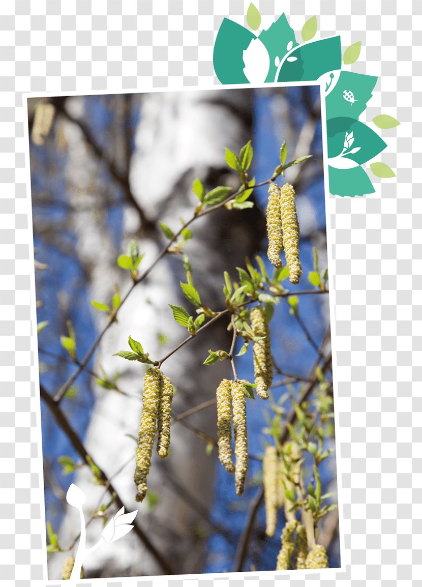 Birch Sap Stock Photography Trunk Transparent PNG