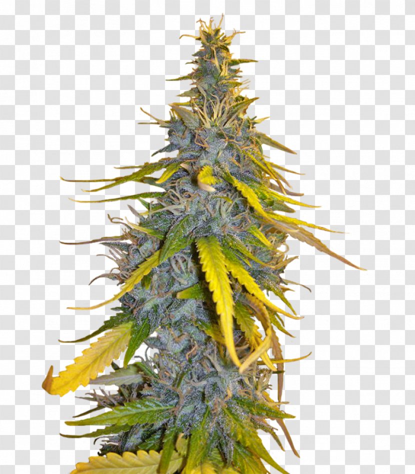 Seed Cultivar Marijuana Afghanistan Spruce - Kush Transparent PNG