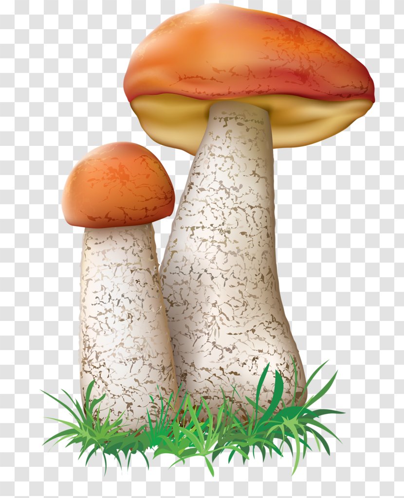 Festival Background - Medicinal Mushroom - Matsutake Transparent PNG