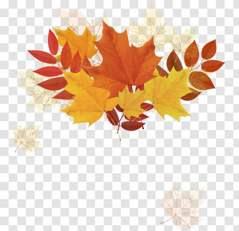Autumn Leaf Color - Orange Transparent PNG
