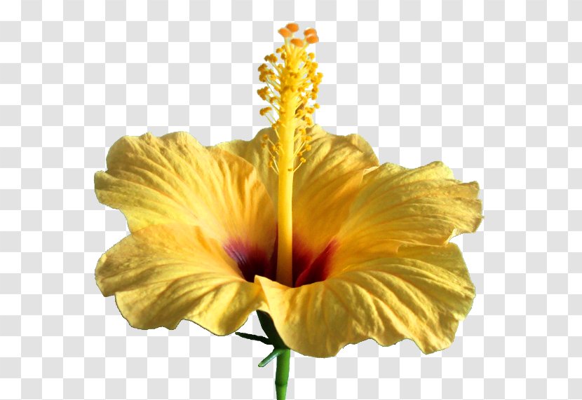 Mallows Shoeblackplant Clip Art Caribbean Flowers - Stock Photography - Flower Transparent PNG