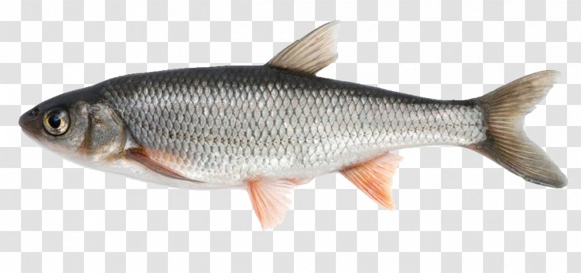 Fish - Herring - River FISH Transparent PNG