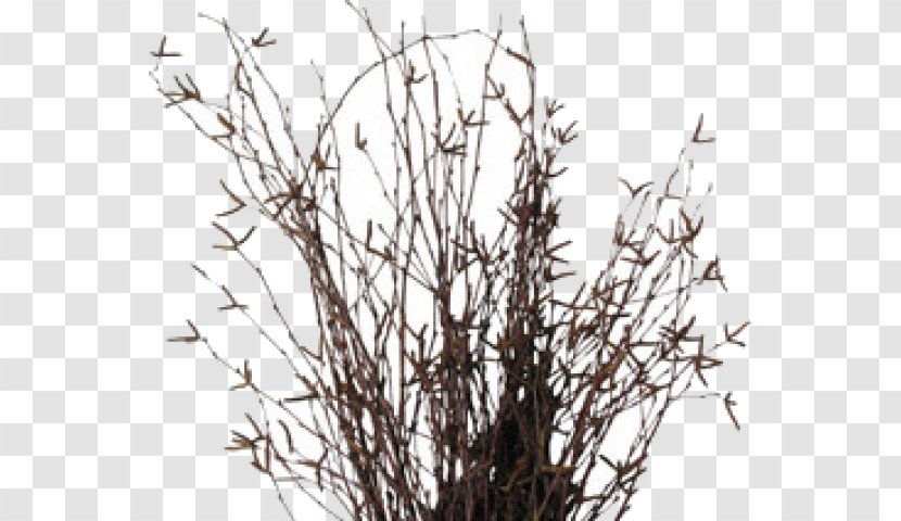 Twig Victorian Era Silver Birch Birching Plant - Flickr Transparent PNG