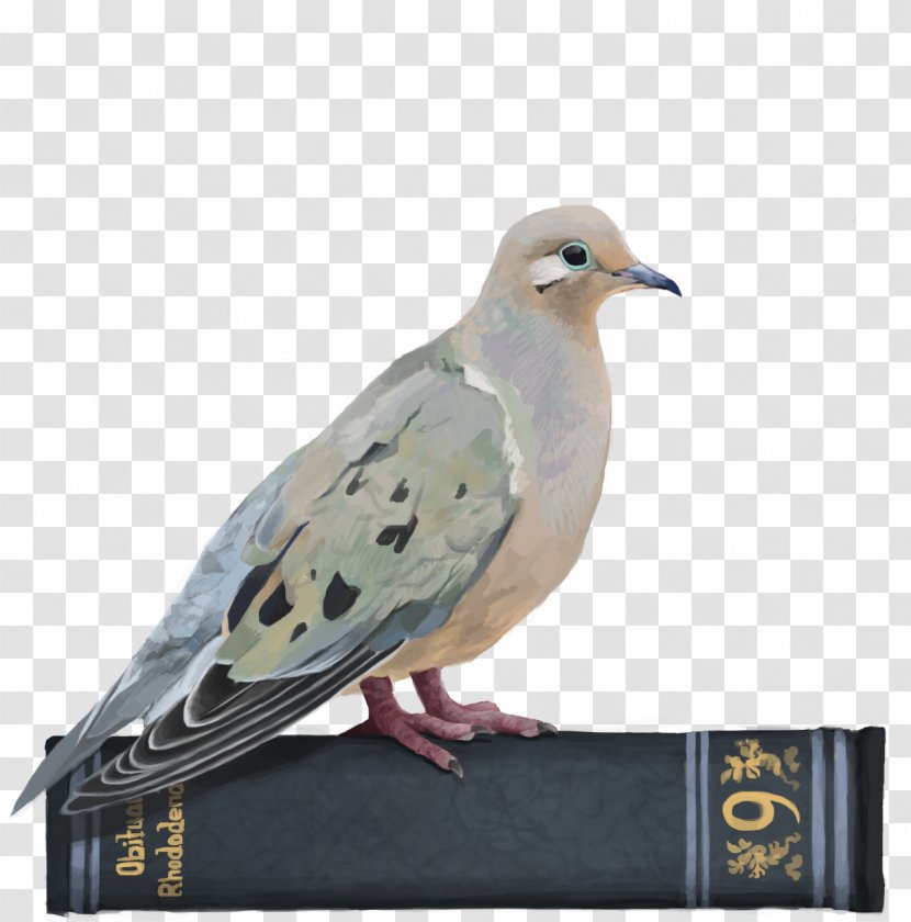 Hatoful Boyfriend Homing Pigeon English Carrier Stock Dove Killing Stalking - Haikyu Transparent PNG
