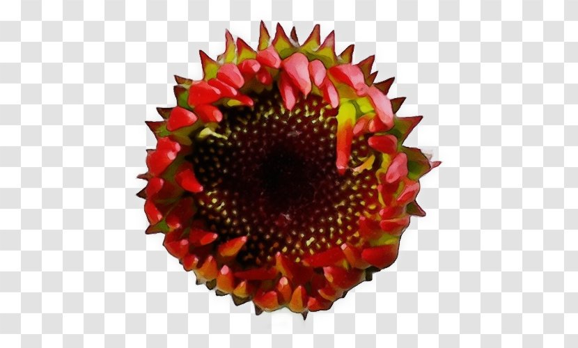 Sunflower - Plant - Cut Flowers Flowering Transparent PNG