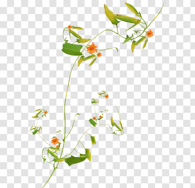 Floral Design Cut Flowers Plant Stem Transparent PNG