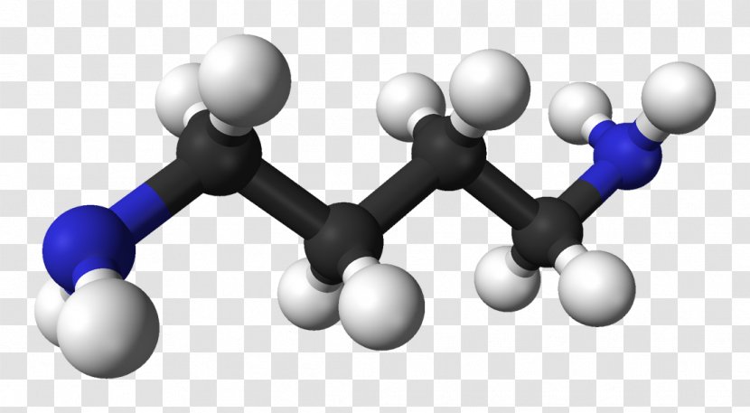 Putrescine Cadaverine Chemical Compound Spermine Three-dimensional Space - Spermidine - Four-ball Transparent PNG