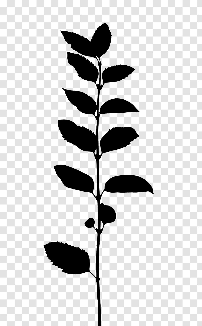 Flower Plant Stem Leaf Line Silhouette - Monochrome Photography Transparent PNG