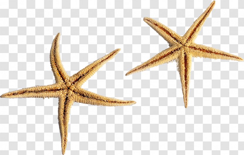 Starfish Sea Urchin Seawater - Animal - Star Shell Transparent PNG