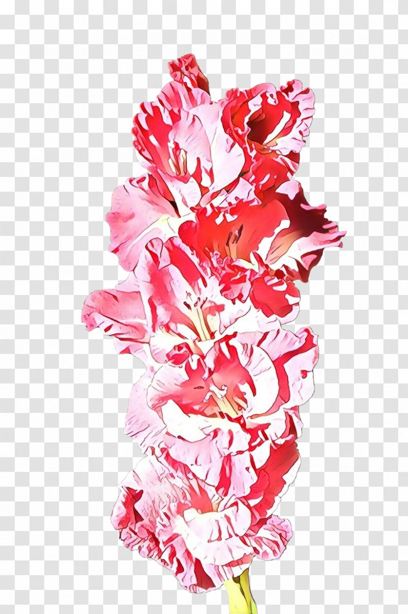 Pink Cut Flowers Flower Plant Gladiolus - Family Petal Transparent PNG