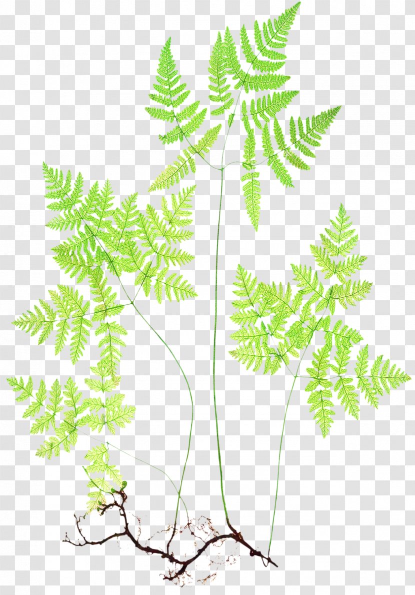 Cartoon Palm Tree - Parsley - Ferns And Horsetails Transparent PNG