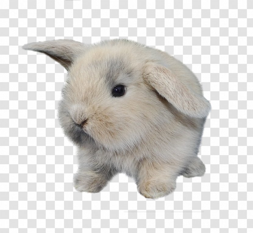 Domestic Rabbit Hare - Bunny Transparent PNG