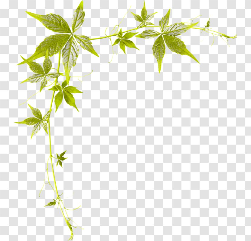 Clip Art - Plant - Roseau Transparent PNG