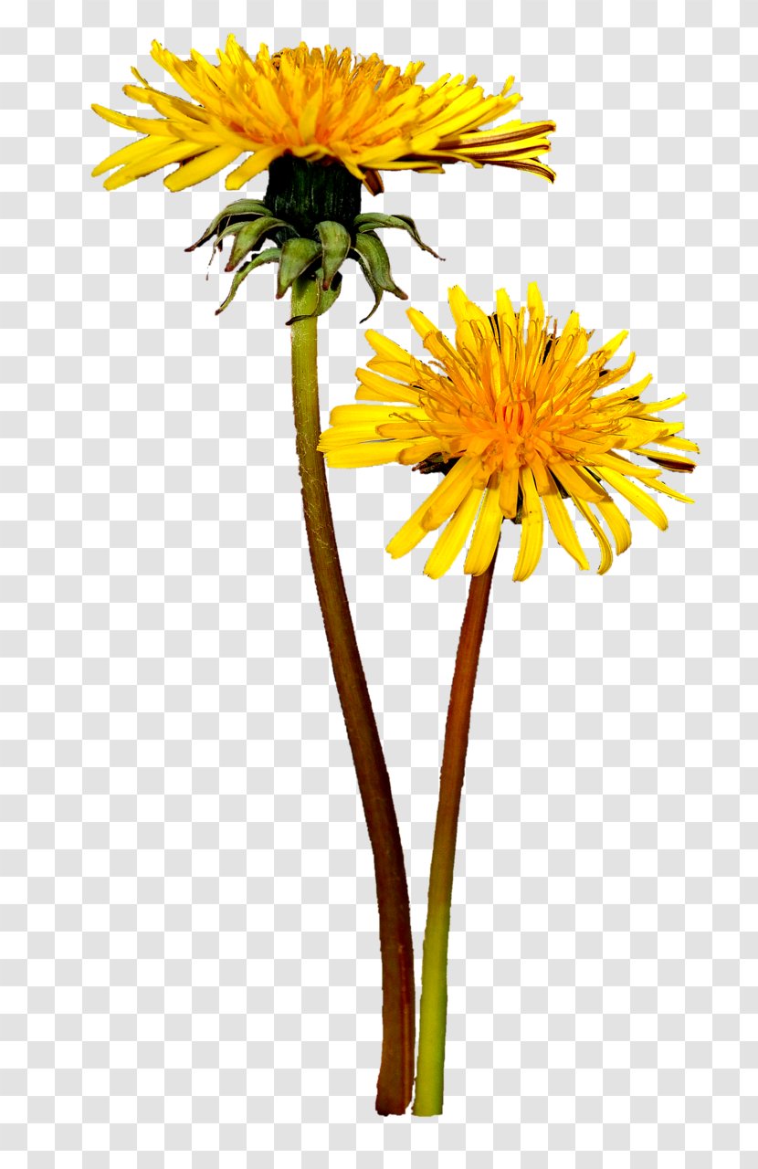 Dandelion Cut Flowers Plant Stem Tulip - Flowerpot - Flower Transparent PNG