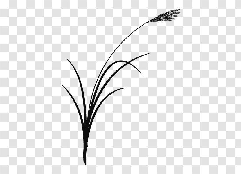Twig Leaf Plant Stem Grasses Desktop Wallpaper - Flowering - Feather Transparent PNG