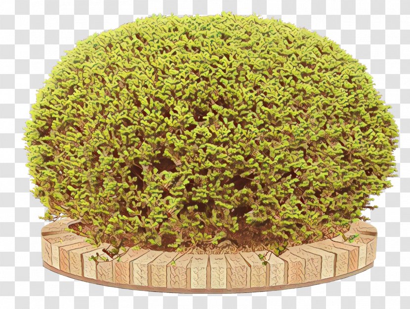 Green Grass Plant Leaf Tree - Perennial Moss Transparent PNG