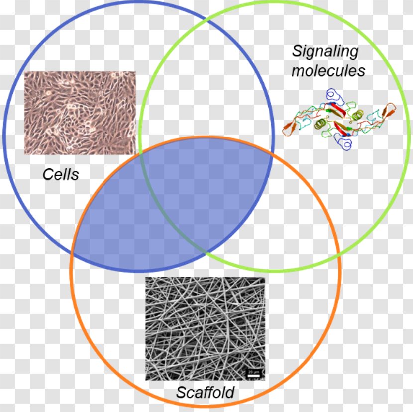 Engineering Biosensors Tissue - Tree - Technology Transparent PNG