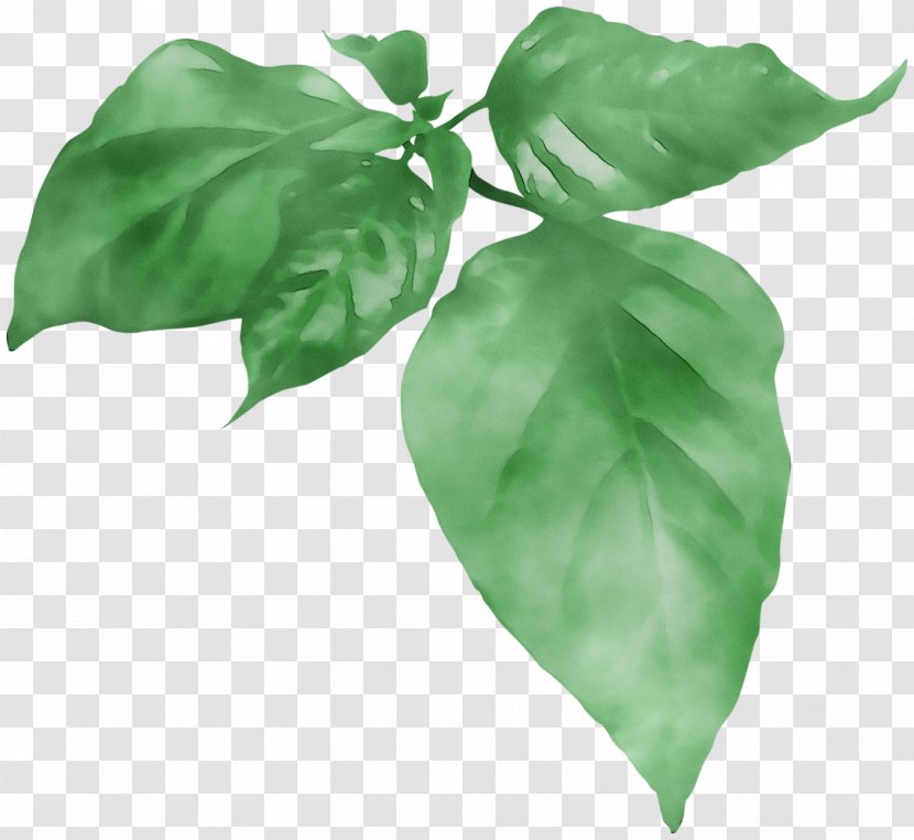 Leaf Basil - Anthurium - Plant Transparent PNG