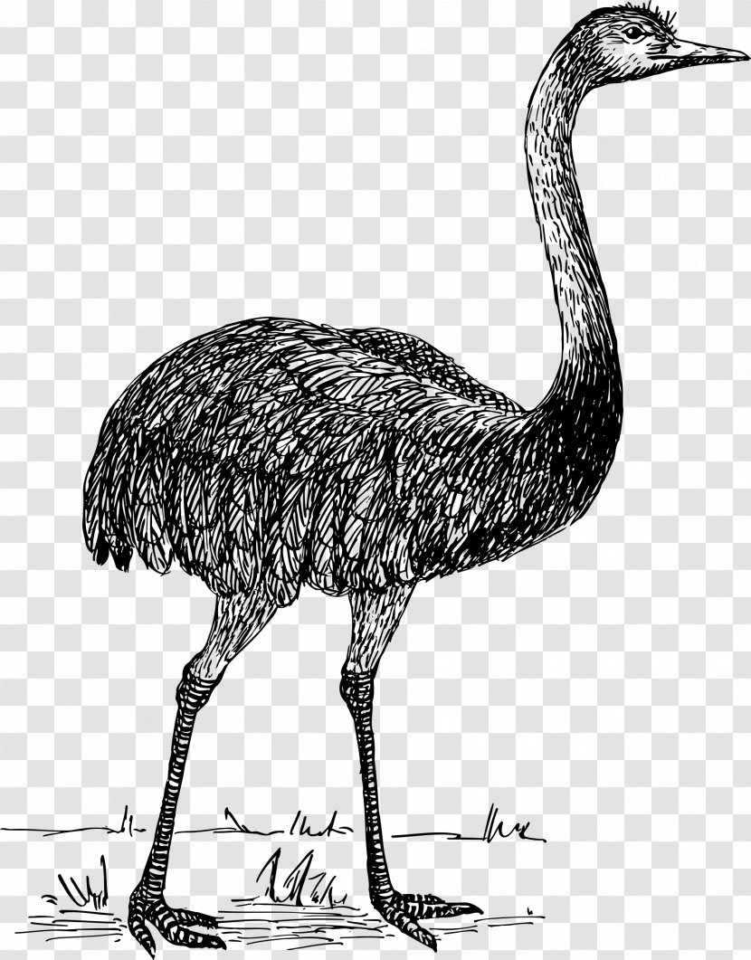 Common Ostrich Bird - Monochrome Transparent PNG