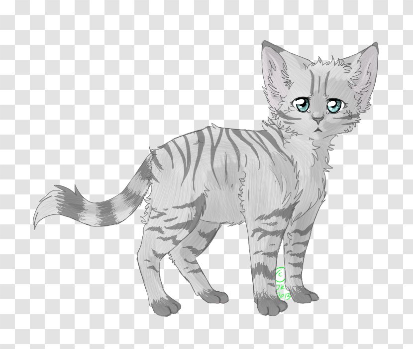American Shorthair Wirehair Whiskers Domestic Short-haired Cat Tabby - Fixed Star Transparent PNG