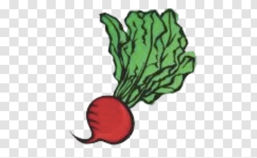 Vegetable Food Radish Cartoon - Plant - Eat Transparent PNG