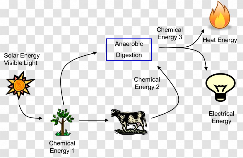 Energy Transformation Flow Solar Electrical - Text - Plant Material Transparent PNG