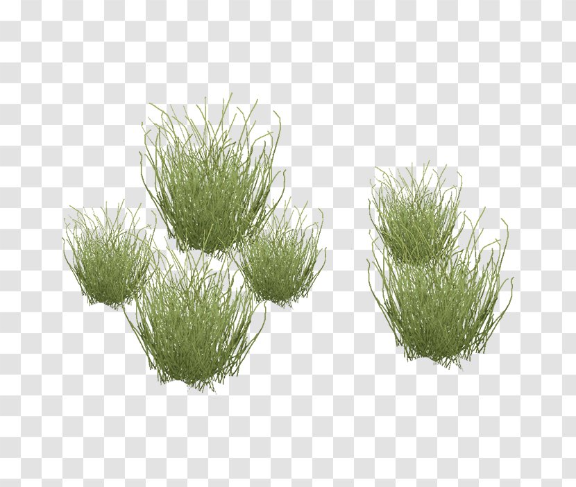 Table Needle Grasses Blepharidachne Dining Room - Aquatic Plants Transparent PNG
