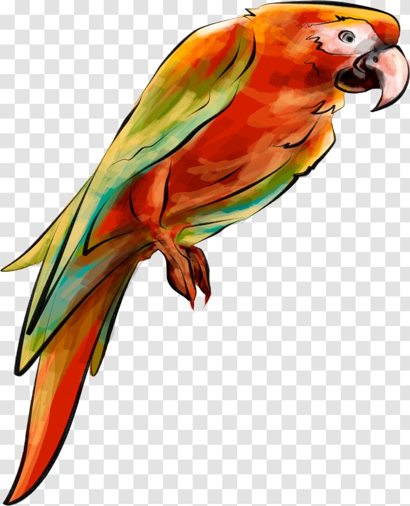 Bird Parrot Parakeet Clip Art - Vertebrate Transparent PNG