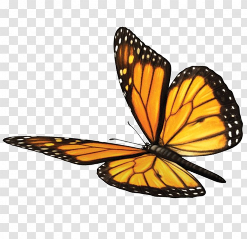 Monarch Butterfly Spirituality Soul Sundara Fawn Mind Transparent PNG