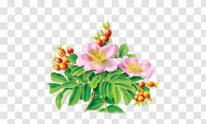 Herbal Tea Organic Food Rose Hip Bag - Blossom Transparent PNG
