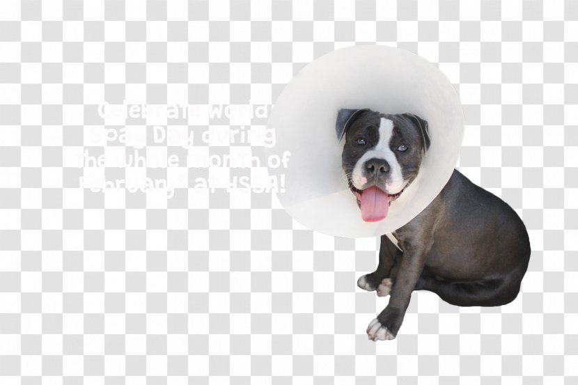 Boston Terrier Humane Society Of Southern Arizona Neutering - Collar - Dog Transparent PNG