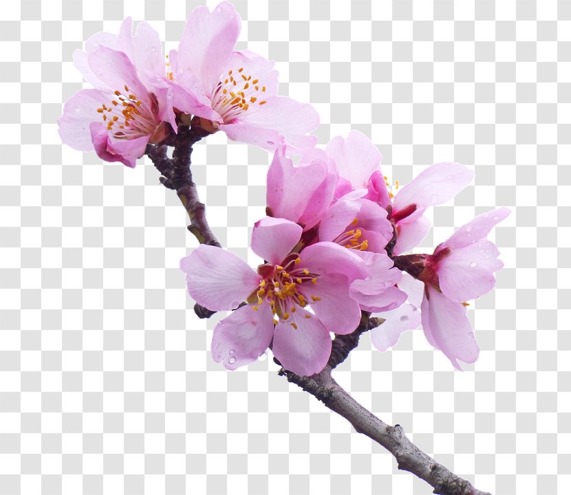 Cherry Blossom Pierrot In Città Almond East Asian - Sakura Transparent PNG
