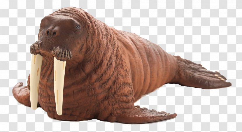 Walrus Dutch Warmblood Mustang Thoroughbred Elephant Seal - Organism Transparent PNG