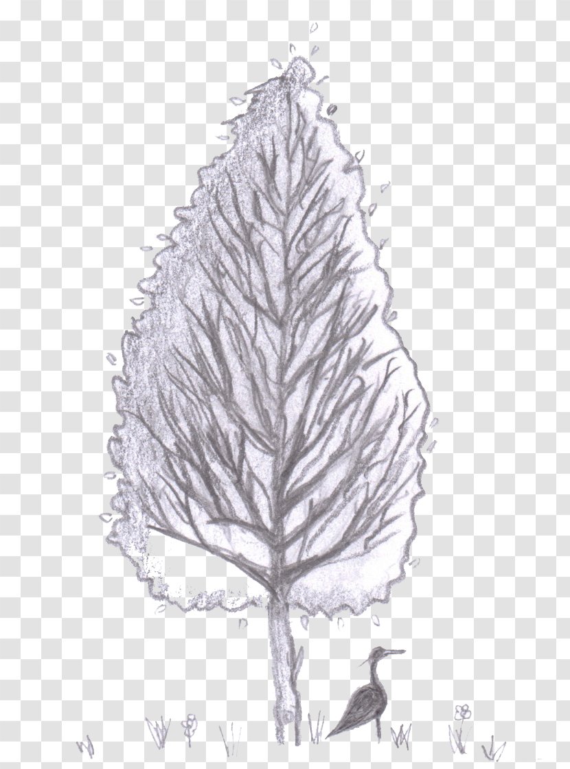 Tree Leaf Evergreen Woody Plant - Stem - Specimen Transparent PNG