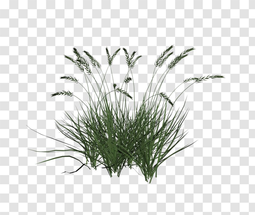 Ornamental Grass Lawn Plant - Grasses - Beach Plants Transparent PNG
