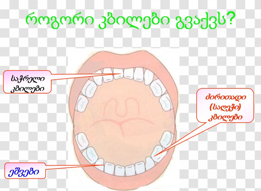 Tooth Cheek Chin Lip Mouth - Watercolor - Lop Transparent PNG